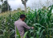 Kanit Patroli Polsek BP Peliung Intensifkan Pemantauan Lahan Jagung di Negeri Agung