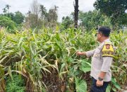 Bhabinkamtibmas Polsek BP Peliung Rutin Pantau Lahan Jagung, Perkuat Ketahanan Pangan Nasional
