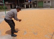 Kapolsek Buay Pemuka Peliung Dampingi Petani, Dorong Penjualan Jagung ke BULOG