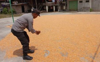 Kapolsek Buay Pemuka Peliung Dampingi Petani, Dorong Penjualan Jagung ke BULOG