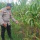 Bhabinkamtibmas Madang Suku I Tinjau Lahan Jagung Warga, Dukung Ketahanan Pangan