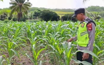 Polsek Belitang II Dorong Ketahanan Pangan, Aipda Aan Afprianto Tinjau Lahan Jagung Warga di Purworejo