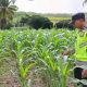 Polsek Belitang II Dorong Ketahanan Pangan, Aipda Aan Afprianto Tinjau Lahan Jagung Warga di Purworejo