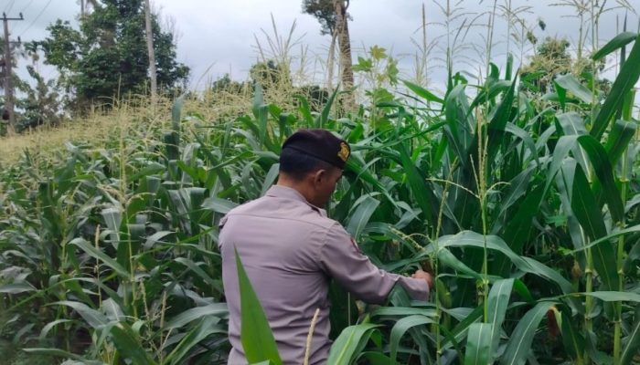 Aiptu Bambang Tinjau Lahan Jagung di Pulau Negara, Polsek BP Peliung Konsisten Dukung Ketahanan Pangan