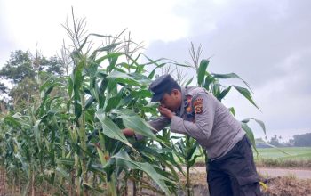Kasium Polsek BP Peliung Lakukan Kontrol Rutin Lahan Jagung di Banu Mas, Dorong Produktivitas Pangan