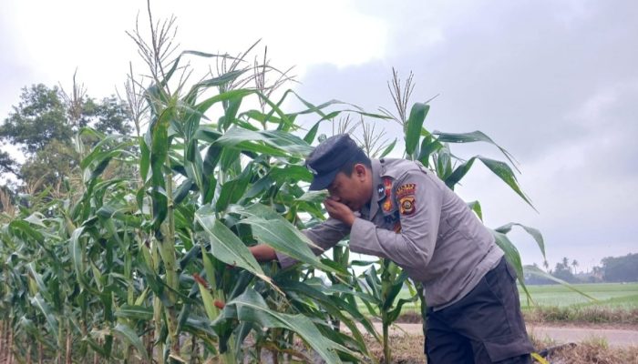 Kasium Polsek BP Peliung Lakukan Kontrol Rutin Lahan Jagung di Banu Mas, Dorong Produktivitas Pangan