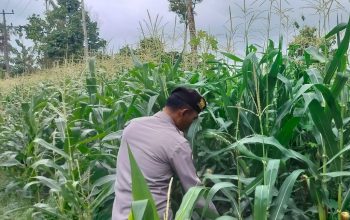 Perkuat Ketahanan Pangan, Kanit Prov Polsek BP Peliung Tinjau Lahan Jagung di Negeri Agung