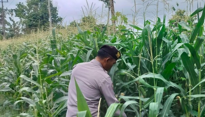 Perkuat Ketahanan Pangan, Kanit Prov Polsek BP Peliung Tinjau Lahan Jagung di Negeri Agung