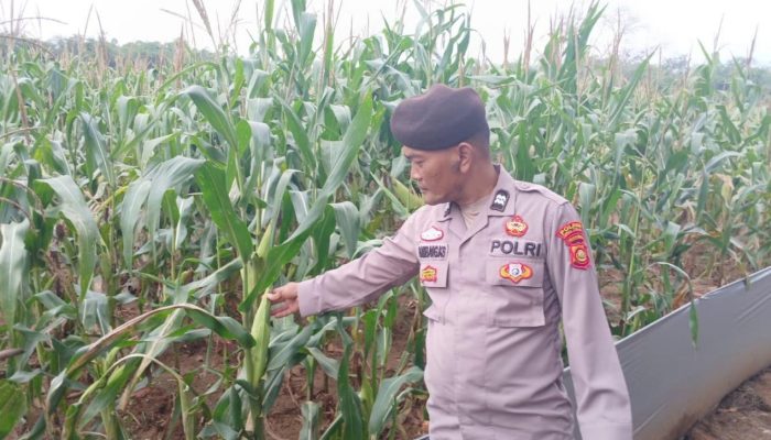 Kanit Prov Polsek BP Peliung Lakukan Pengawasan Lahan Jagung di Pulau Negara, Perkuat Program Ketahanan Pangan