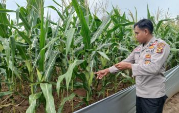 Monitoring Berkelanjutan, Kanit Bimas Polsek BP Peliung Tinjau Pertumbuhan Jagung di Desa Bandar Jaya