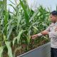 Monitoring Berkelanjutan, Kanit Bimas Polsek BP Peliung Tinjau Pertumbuhan Jagung di Desa Bandar Jaya