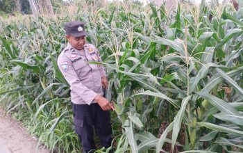 Polsek BP Peliung Intensifkan Pemantauan Lahan Jagung di Desa Banu Mas untuk Perkuat Ketahanan Pangan