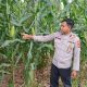 Kanit Bimas Polsek BP Peliung Rutin Pantau Lahan Jagung, Dukung Ketahanan Pangan Nasional