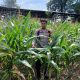 Rutin Pantau Lahan Ketahanan Pangan, Kanit Binmas Polsek BP Peliung Dorong Produktivitas Jagung Warga
