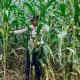 Polsek BP Peliung Intensifkan Pengawasan Lahan Jagung untuk Dukung Ketahanan Pangan Nasional