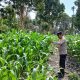 Kanit Bimas Polsek BP Peliung Aktif Monitoring Lahan Jagung di Desa Bantan