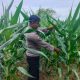 Pantau Lahan Jagung di Bantan Pelita, Kanit Bimas Polsek BP Peliung Perkuat Ketahanan Pangan