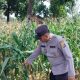 Polsek BP Peliung Intensifkan Pengawasan Lahan Jagung di Desa Negeri Agung