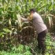 Bhabinkamtibmas Polsek BP Peliung Lakukan Monitoring Rutin Tanaman Jagung di Desa Bantan