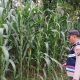 Cek Lahan Jagung di Banu Ayu, Bhabinkamtibmas Polsek BP Peliung Dorong Produktivitas Warga