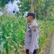 Cek Rutin Lahan Jagung, Polsek BP Peliung Perkuat Peran dalam Ketahanan Pangan