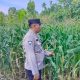 Polisi Turun ke Lahan, Pantau Pertumbuhan Jagung Demi Dukung Ketahanan Pangan Nasional