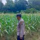 Judul: Polisi Turun ke Lahan, Pantau Pertumbuhan Jagung Demi Dukung Ketahanan Pangan Nasional