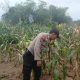 Bhabinkamtibmas Polsek BP Peliung Rutin Pantau Pertumbuhan Jagung di Lahan Ketahanan Pangan