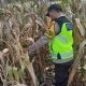 Bhabinkamtibmas BP Peliung Aktif Dampingi Petani, Pantau Pertumbuhan Jagung di Lahan Produktif