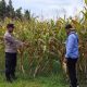 Rutin Pantau Lahan Jagung, Bhabinkamtibmas BP Peliung Perkuat Ketahanan Pangan Lokal