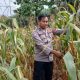 Polisi Turun ke Lahan, Pantau Jagung Demi Perkuat Ketahanan Pangan di OKU Timur