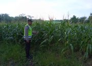 Bhabinkamtibmas Polsek Madang Suku I Tinjau Perkembangan Jagung Warga di Lubuk Harjo