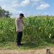 Polsek Belitang II Lakukan Pengecekan Lahan Ketahanan Pangan, Pastikan Tanaman Jagung Warga Tumbuh Optimal