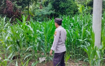 Polsek BP Peliung Optimalkan Lahan Kosong di Banu Ayu, Kasium Turun Langsung Pantau Pertumbuhan Jagung