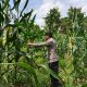Kasium Polsek BP Peliung Intensif Pantau Lahan Jagung, Dukung Ketahanan Pangan Nasional