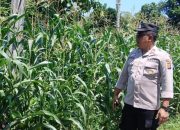 Bhabinkamtibmas Polsek BP Peliung Intensif Pantau Pertumbuhan Jagung di Lahan Ketahanan Pangan