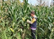 Bhabinkamtibmas BP Peliung Aktif Pantau Lahan Jagung, Dorong Produktivitas Warga