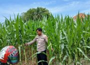 Polisi Turun ke Lahan, Pantau Pertumbuhan Jagung Demi Dukung Ketahanan Pangan