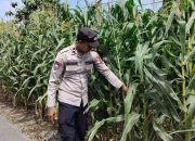 Kanit Bimas Polsek BP Peliung Intensif Pantau Lahan Jagung, Dukung Ketahanan Pangan Nasional