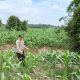 Bhabinkamtibmas Polsek BP Peliung Aktif Dampingi Petani, Lahan Jagung di Desa Bantan Terus Dipantau