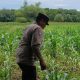 Pantau Lahan Pangan, Kanit Bimas Polsek BP Peliung Cek Pertumbuhan Jagung di Pahang Asri