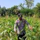 Kanit Bimas Polsek BP Peliung Turun Langsung Awasi Lahan Jagung di Banu Mas