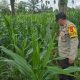 Bhabinkamtibmas Polsek BP Peliung Intensifkan Pemantauan Lahan Jagung untuk Dukung Ketahanan Pangan