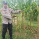 Polsek Madang Suku I Intensifkan Pemantauan Lahan Jagung Dukung Program Ketahanan Pangan