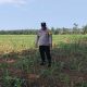 Aipda Maulana Turun Langsung Pantau Lahan Jagung, Polsek BP Peliung Konsisten Dukung Program Pangan