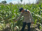 Polsek BP Peliung Perkuat Ketahanan Pangan Lewat Monitoring Rutin Lahan Jagung di Pulau Negara