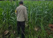 Bhabinkamtibmas BP Peliung Intensif Pantau Lahan Jagung, Dukung Ketahanan Pangan Nasional