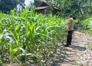 Bhabinkamtibmas Polsek BP Peliung Intensif Pantau Lahan Jagung, Dorong Ketahanan Pangan Nasional