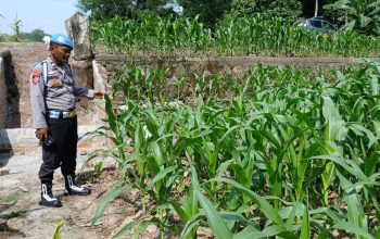 Kanit Provos Polsek BP Peliung Pantau Lahan Jagung di Desa Saung, Pastikan Program Pangan Berjalan Optimal