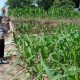 Kanit Provos Polsek BP Peliung Pantau Lahan Jagung di Desa Saung, Pastikan Program Pangan Berjalan Optimal